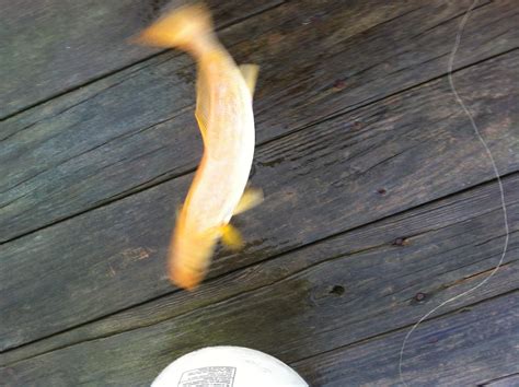 In 2015, almost 45,000 fishing licenses were sold in orange county. Orange Trout caught in NC, What is it? - The Hull Truth ...