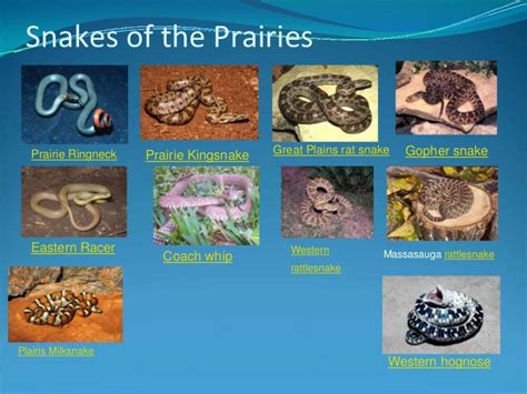 Great Plains Rat Snake Diets Dynagala