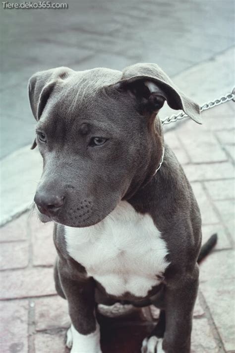 Ein hubsches und gehorsam schwarz weiss pitbull rasse hund sitzt. Besten Bilder von schwarzen Pitbull - tiere.deko365