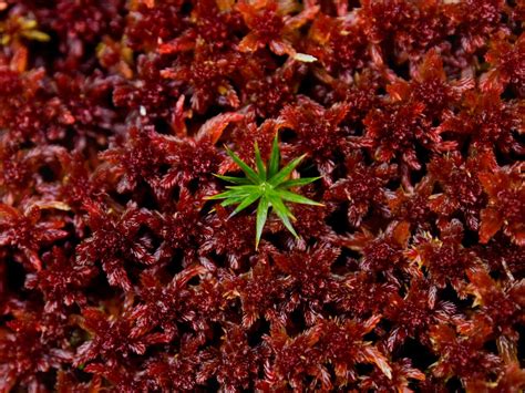 sphagnum survey moors for the future