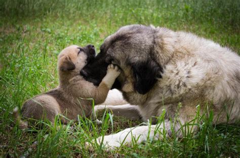How Do Mother Dogs Discipline Their Puppies Pethelpful