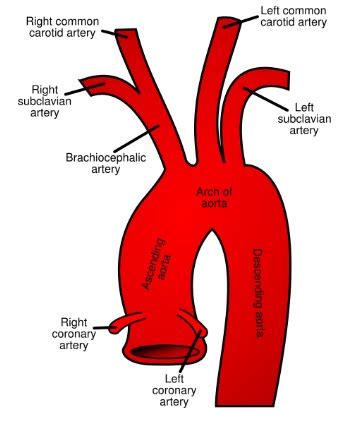 Aortas or aortae 4) is the main blood vessel in the abdominal cavity that transmits oxygenated blood from the thoracic cavity to the organs within the abdomen and to the course: KNOW UR HEART: ANATOMY OF THE HEART