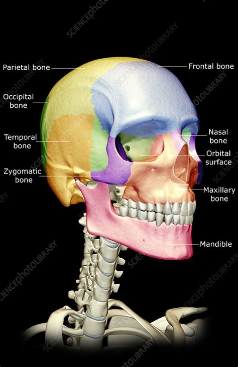 The Bones Of The Head Neck And Face Stock Image F0015324