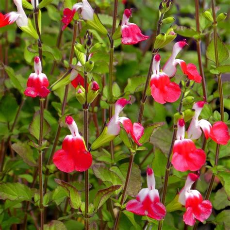 Salvia Hot Lips Hot Lips Sage High Country Gardens