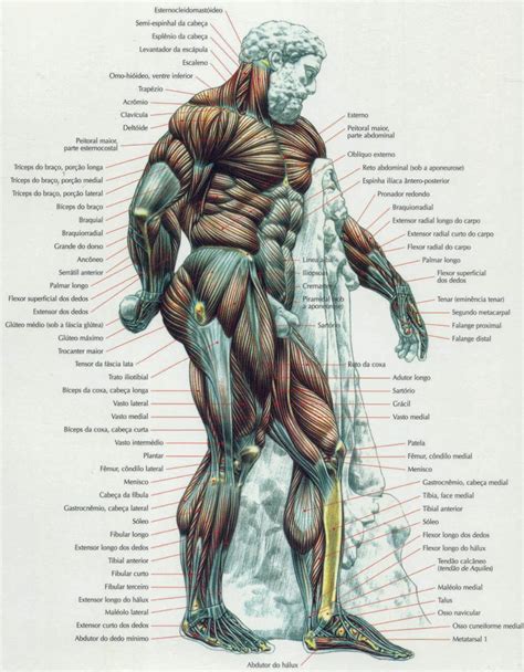 Desenho De Músculos Do Corpo Humano Modisedu