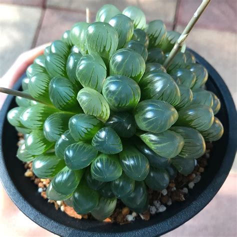 Maybe you would like to learn more about one of these? You Can Grow Clear Succulents That Look Like Shining Crystals