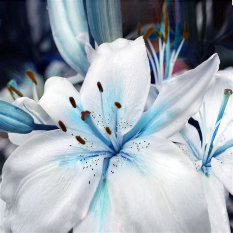 Popular Blue Lily Flower Buy Cheap Blue Lily Flower Lots From China
