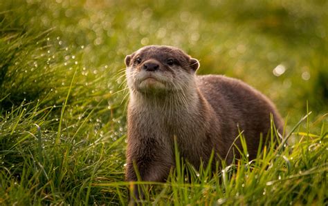 46 Cute Otter Wallpaper Wallpapersafari