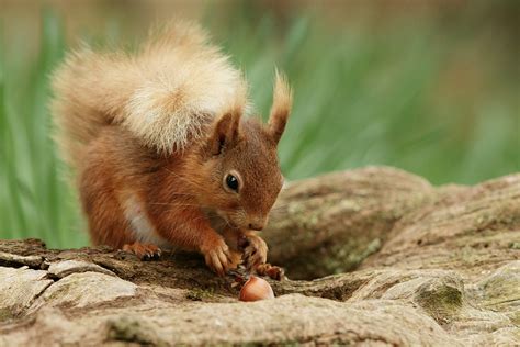 Online Crop Shallow Depth Photograph Of Brown Squirrel Eating Acorn