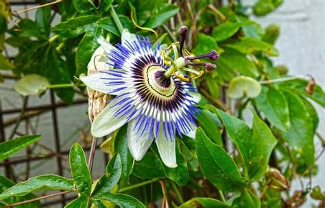 How To Grow Passion Flower Growing And Caring For Passion Flowers