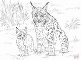 Coloring Bobcat Lynx Iberian Drawing Lince Para Colorear Furry Adult Iberico Dibujos Animales Con Crias Printable Supercoloring Imprimir Adults Ibérico sketch template
