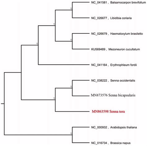 Full Article The Complete Chloroplast Genome Sequence Of Senna Tora