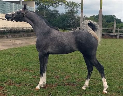Cavalo Arabe A Venda