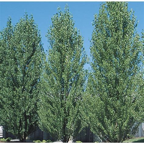 How To Prepare Soil For Hybrid Poplar Trees Sc Garden Guru