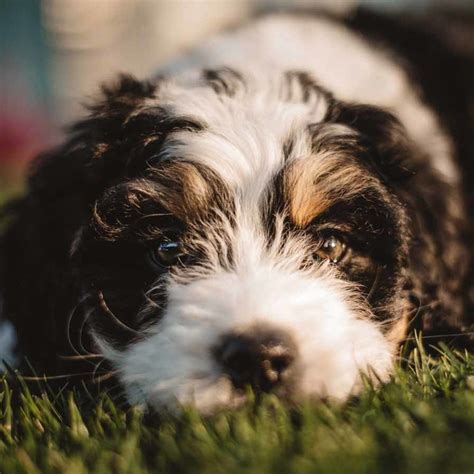 These pups have the hypoallergenic coat of a mini poodle, and many of the handsome traits of the bernese mountain dog. Bernedoodle -Mini Bernedoodle- Miniature Bernedoodle- Toy ...