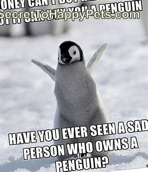 24 Memes Que Provam Que Os Pinguins São Os Animais Mais Engraçados Da Terra 🐶 Pt