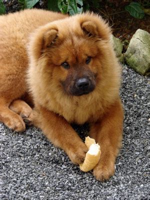 chow chow dog facts breed information  care tips dogslife dog breeds magazine