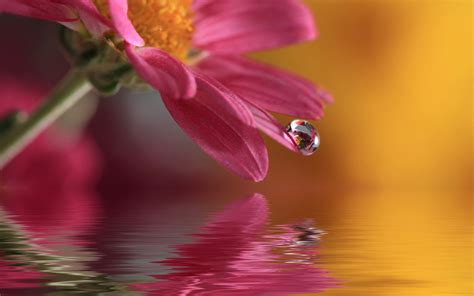 Macro Blurred Water Water Drops Flowers Lights