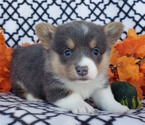 Looking for corgi puppies for sale in the nyc area? Welsh Corgi Puppies For Sale | New York, NY #340282