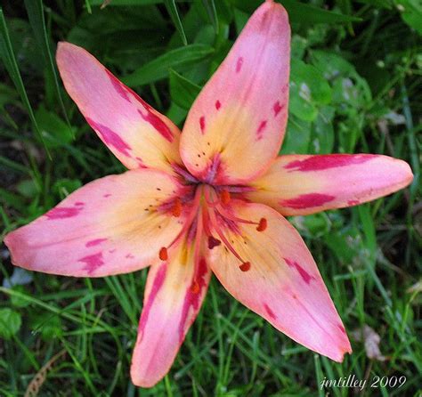 Beautiful Pink Tiger Lily Flores