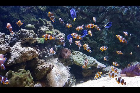 Mall aquarium /the shore oceanarium. The Shore Oceanarium, Malacca, Malaysia | Gokayu, Your ...