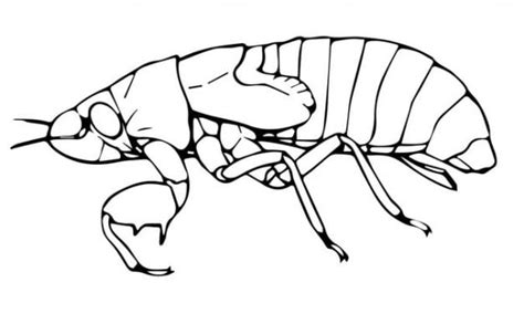 Ten Legged Fleas Drawing