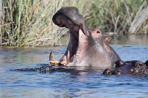 Hipopótamo Animales Salvajes Agua Foto Gratis En Pixabay Pixabay
