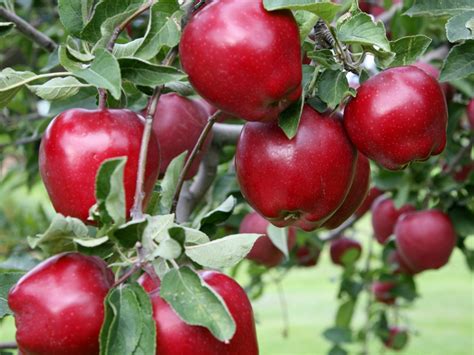 How To Start A New Apple Orchard Oxfarm