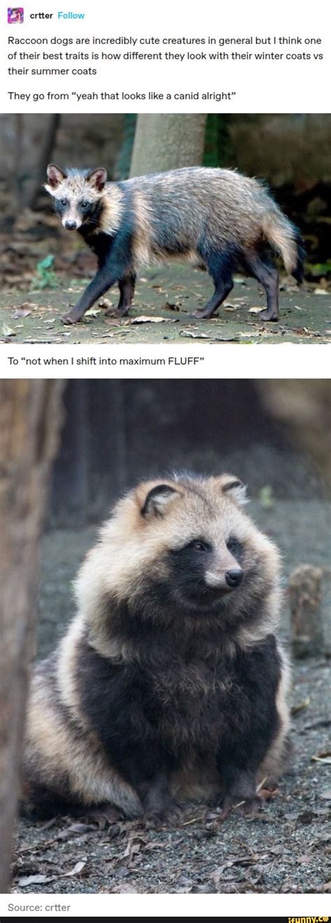 A Ertter Follow Raccoon Dogs Are Incredibly Cute Creatures In General