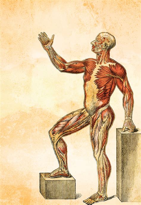 Medical Illustration Vintage Victorian Human Muscle Anatomy Poster