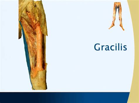 Leg Gracilis Muscle Anatomy