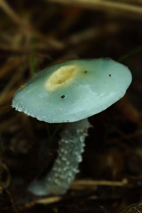 Strophariaceae Fungi Of Shenandoah National Park · Inaturalist