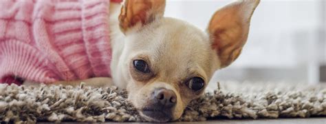 The top 10 worst dog food brands of 2021. 10 Best Dog Food For Chihuahuas Adult & Puppies In 2021