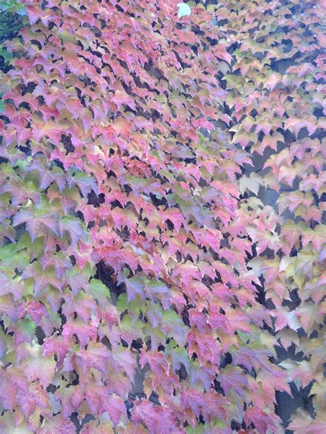 In the last 8 years, this home has increased properties labeled not for sale are classified as such either because we do not have a record of such properties currently being for sale or because we are not. Boston ivy in fall | Boston ivy, Plants, Fall