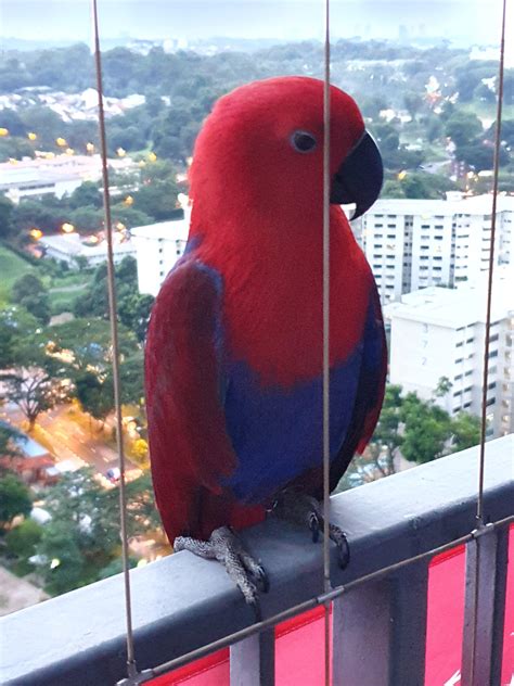 Red Parrot Of Some Sort Rsingapore