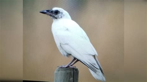 Rare White Crow Sightings Excite Kootenay Birdwatchers Cbc News