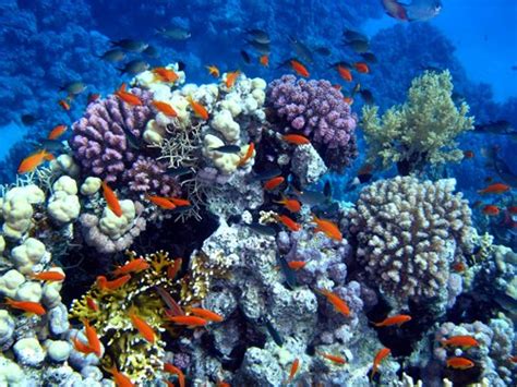 Terumbu karang tersebut ditemukan saat sekelompok ilmuwan tengah menjalankan misi pemetaan tiga dimensi dasar laut di area itu. Koleksi Gambar Terumbu Karang Terindah Di Indonesia Dan ...