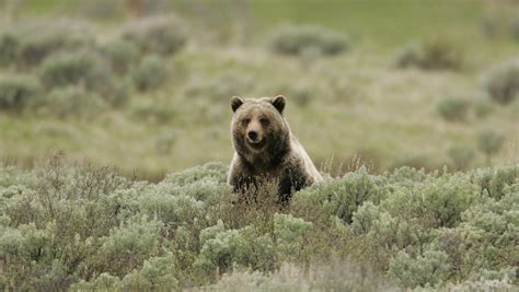 12 Most Dangerous Animals On Southern Utahs Trails