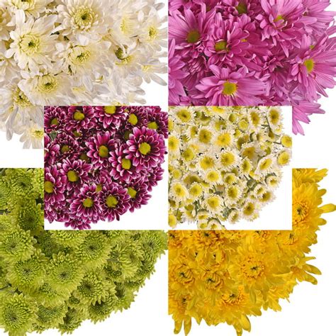 Fresh Cut Assorted Cushion Daisy And Novelty Pompoms Pack Of 60 By
