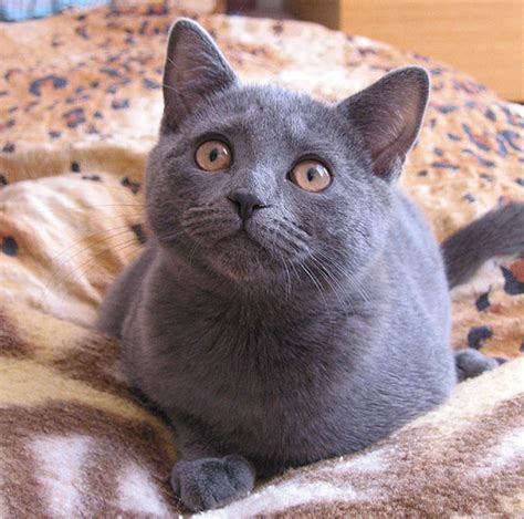 22 Chartreux Kittens For Sale Furry Kittens