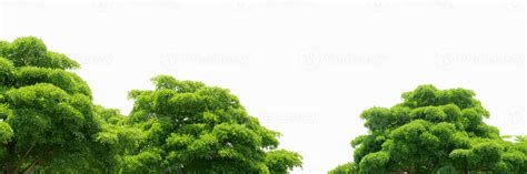 Trees With Green Leaves Isolated On White Background Tree With Light