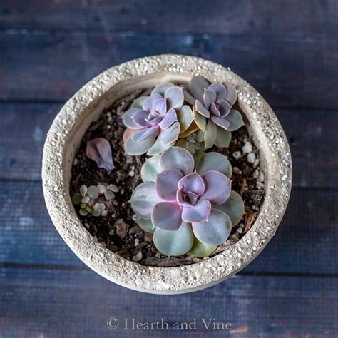 My kalanchoe plants are not doing so well. Tips for How to Fix a Stretched Succulent Plant that Grows ...