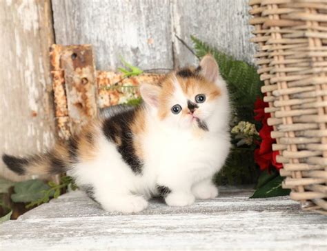 Calico Kittens Photo Gallery Doll Face Persian Kittenspersian Kittens