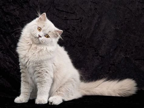 Turkish Angora Cats Breed Facts Information And Advice Pets4homes
