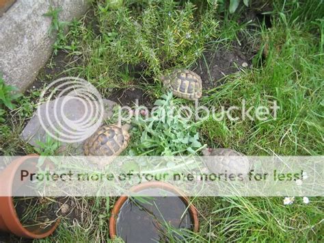 My Weed Pick And Tortoises Eating Reptile Forums