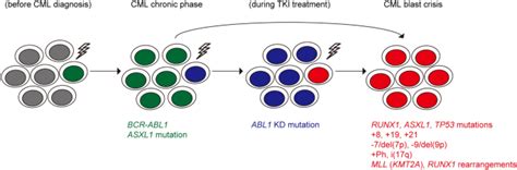 Genetic Landscape Of Chronic Myeloid Leukemia International Journal