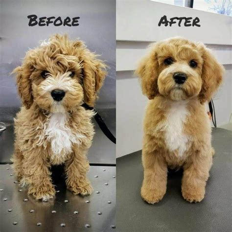 Most Adorable Goldendoodle Haircuts To Try In 2022 In 2022 Puppy