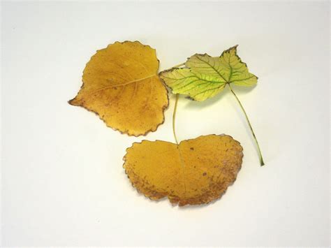 Check spelling or type a new query. Baxa Folha Seca / Folha Seca Close Up Wallpapers : G como ...