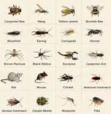 Images of Pest Identification Key