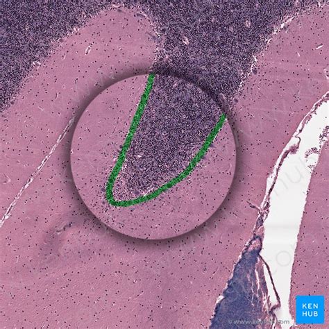 Cerebellum Anatomy Nuclei And Tracts Kenhub